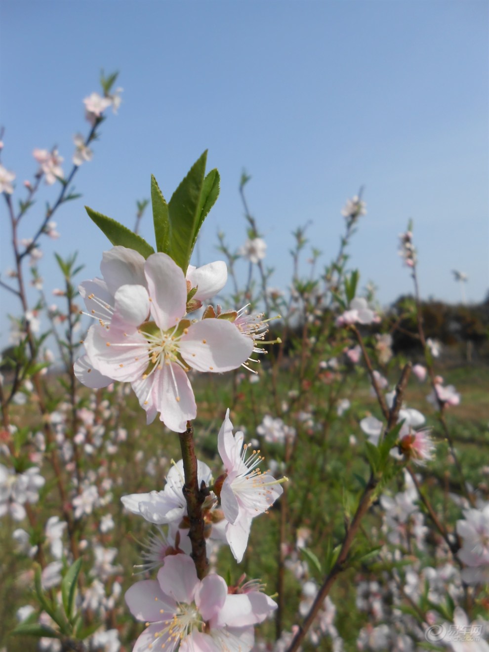 春心荡漾之际,且行且拍