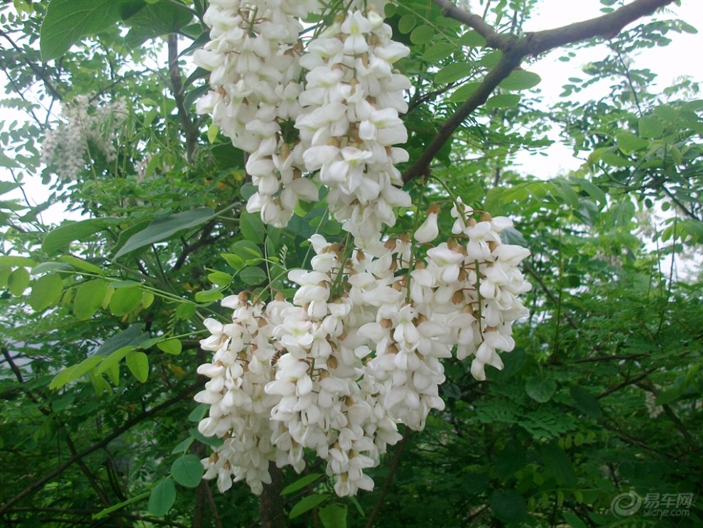 [原创]美丽的杨槐树