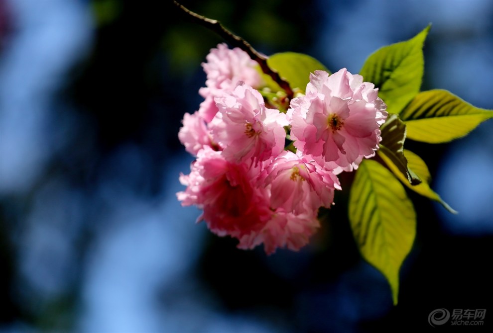 九重春色醉樱花三