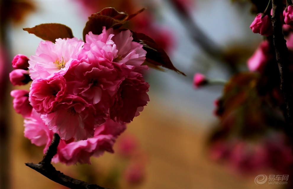 九重春色醉樱花二