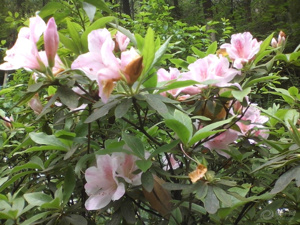 【首发】爬山拍得杜鹃花