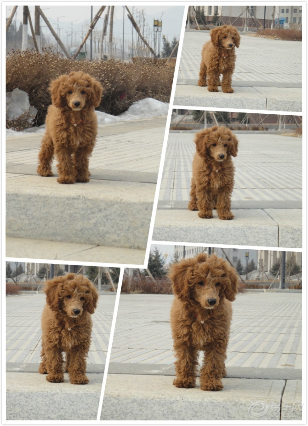 【表情帝】拉菲也有模有样,美了美了