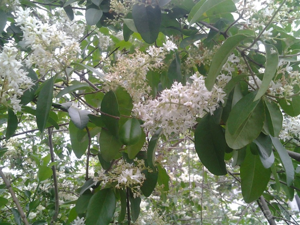 白花樹特拍