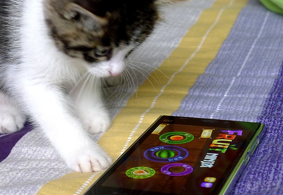 【家有天使】爱玩手机游戏的小猫咪
