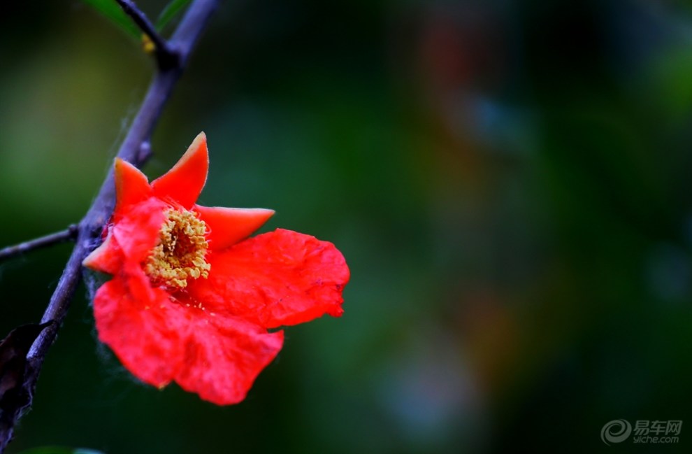 石榴花