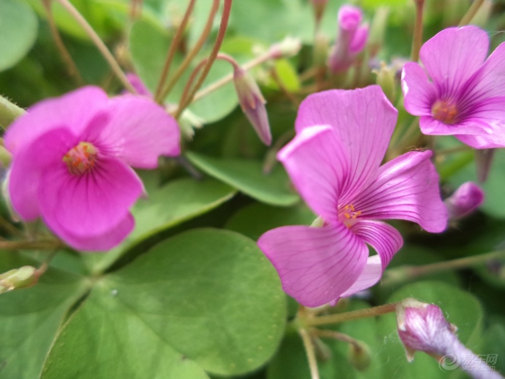 【赏花】太阳草