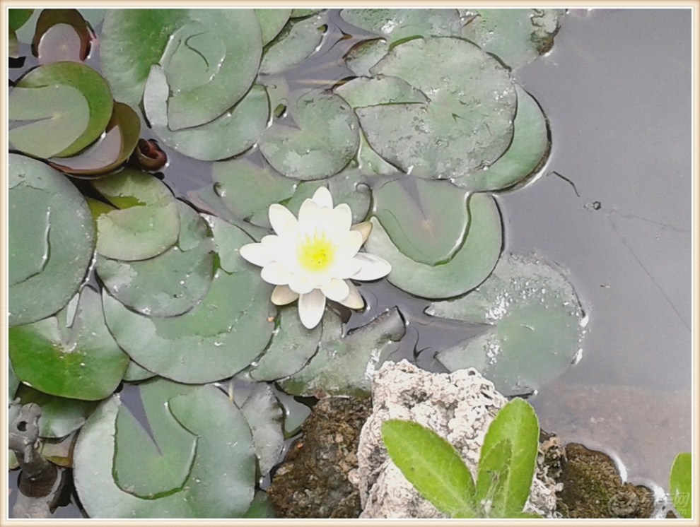 【原创】樱桃红 花儿艳 鱼游荷叶间