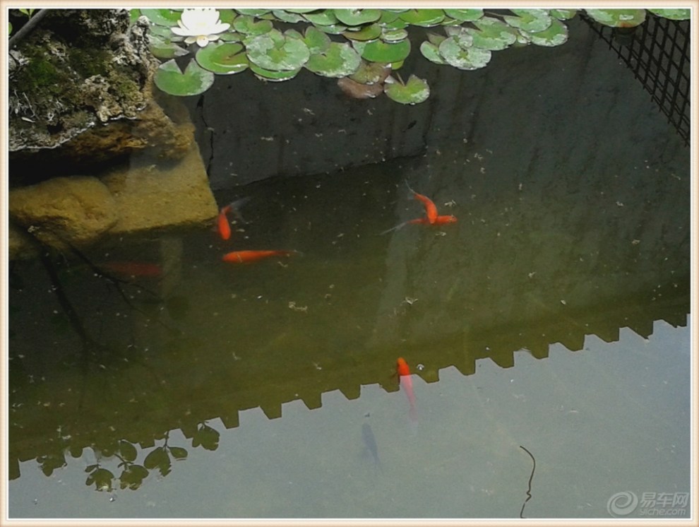 【原创】樱桃红 花儿艳 鱼游荷叶间