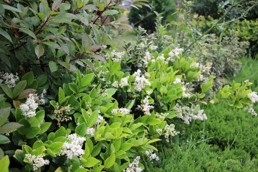 【原创】金叶女贞
