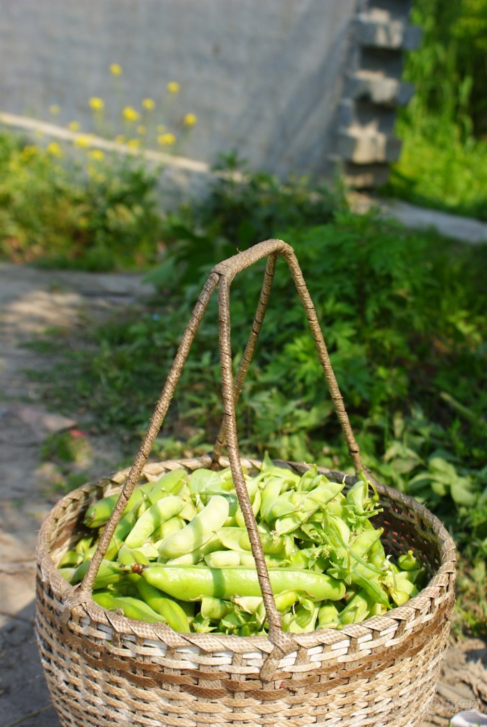 新采摘的菜豆还带着昨夜露水的清香