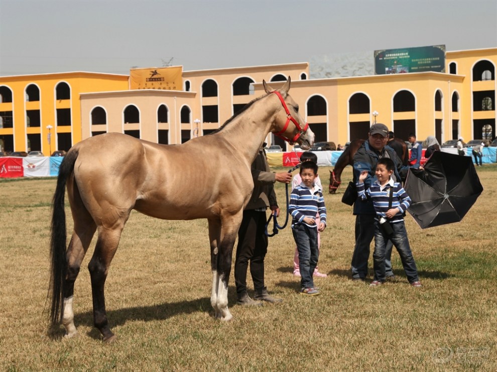 【2014夏日炎热,养马场见闻】_北京社区图片集锦_汽车论坛-易车网