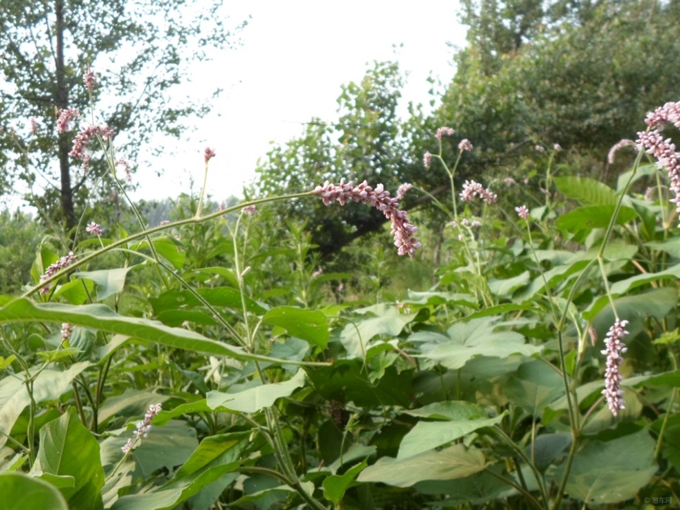 【首发原创】欣赏漂亮的长穗花