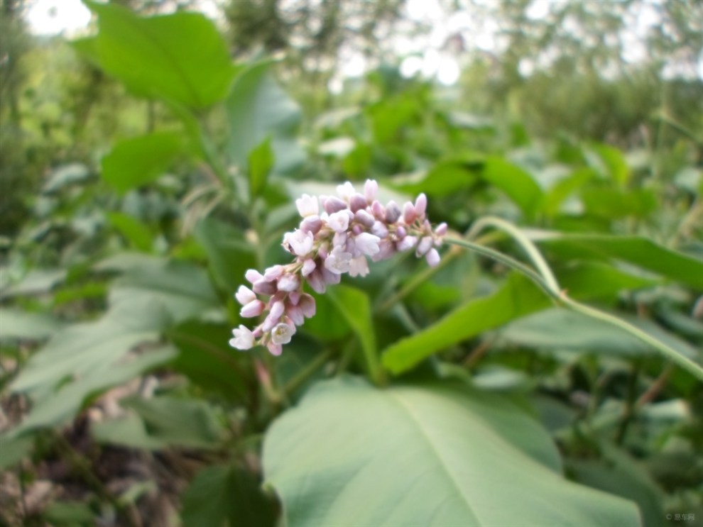 【首发原创】欣赏漂亮的长穗花