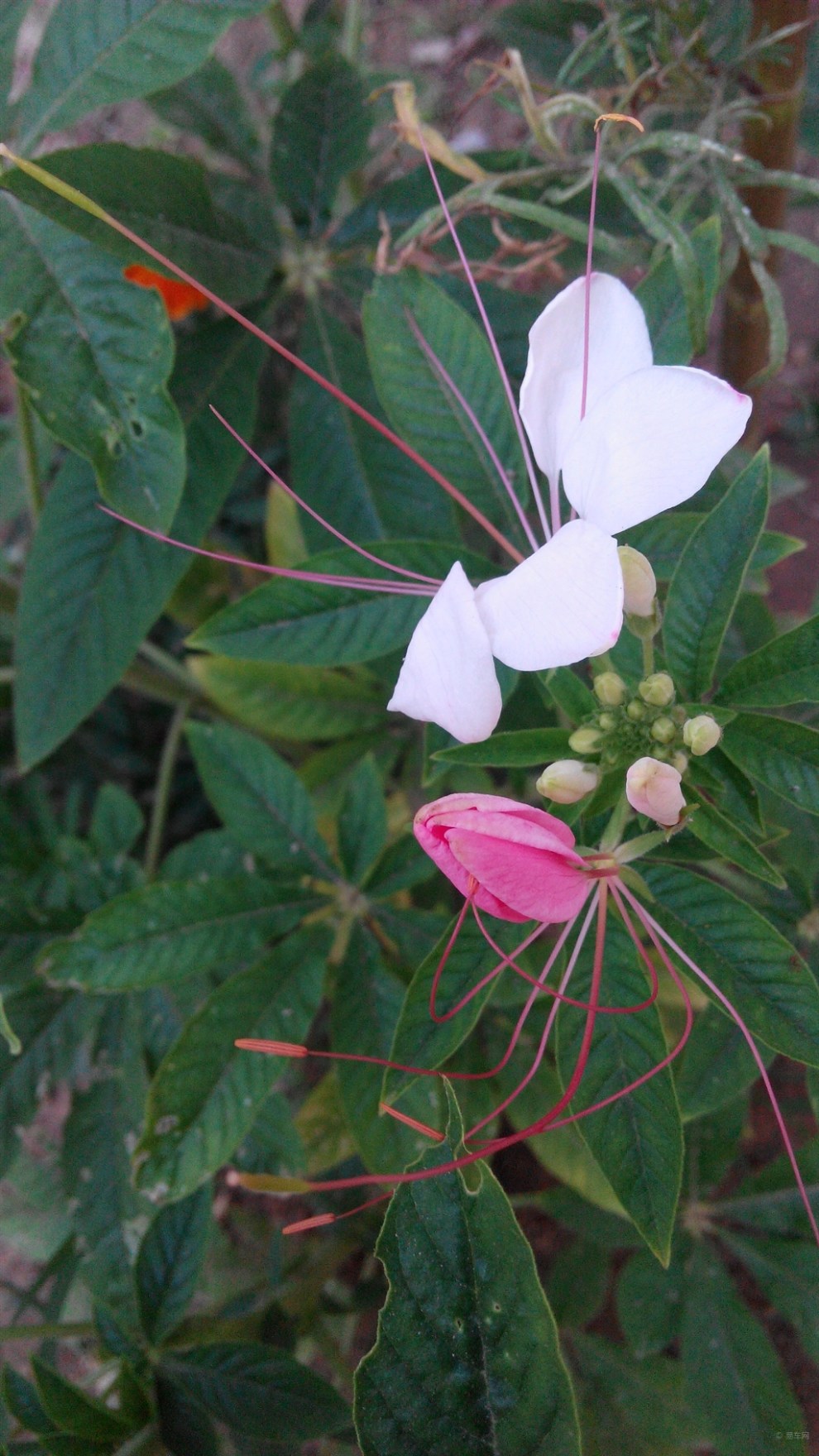 首发原创 朝鲜姑娘