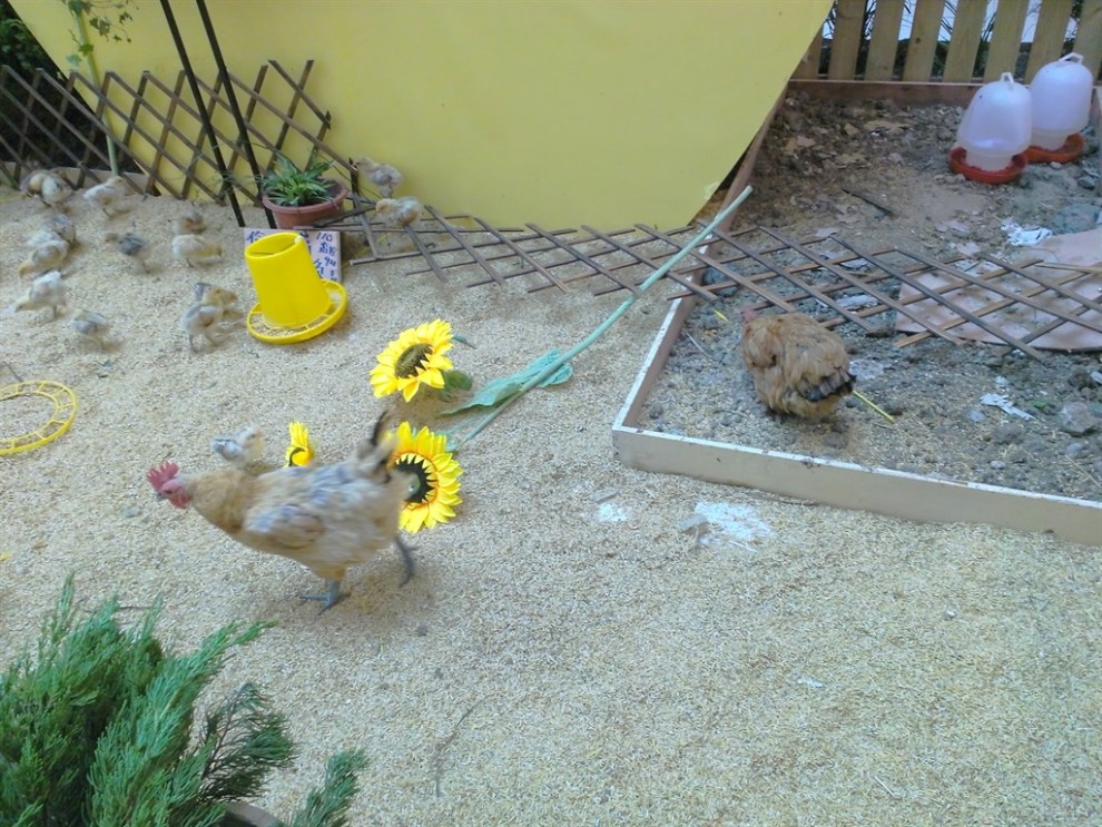 【宝贝快乐秀】微型农场(封面)