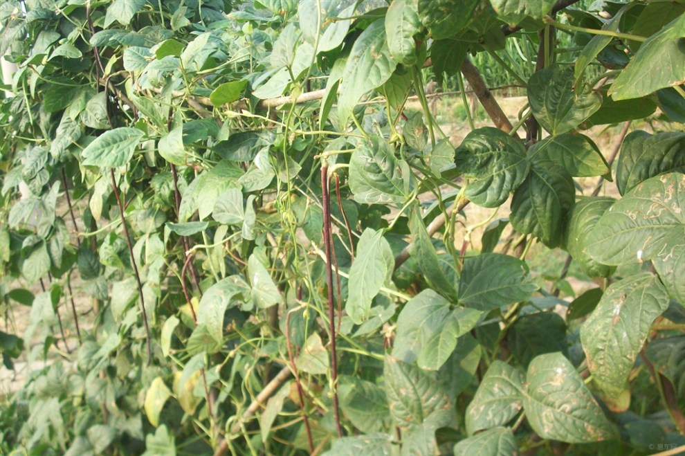 【首发原创】欣赏红豇豆