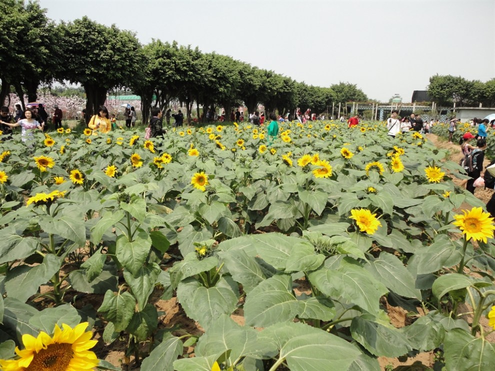 廣州南沙百萬葵園