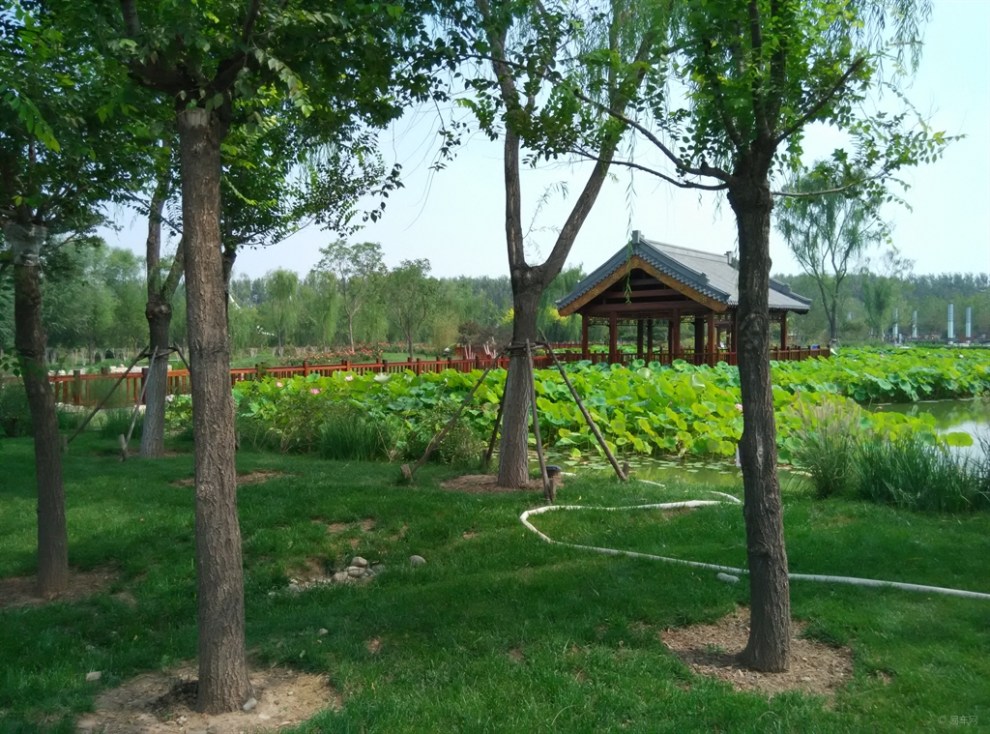 走进津北森林公园 花美草绿