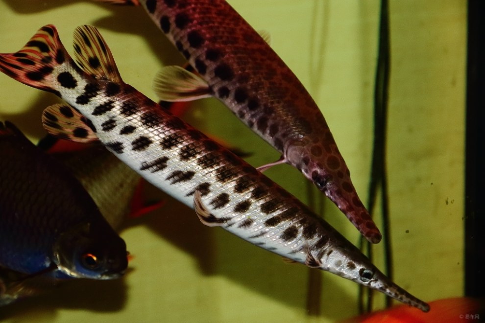 长嘴鱼欣赏