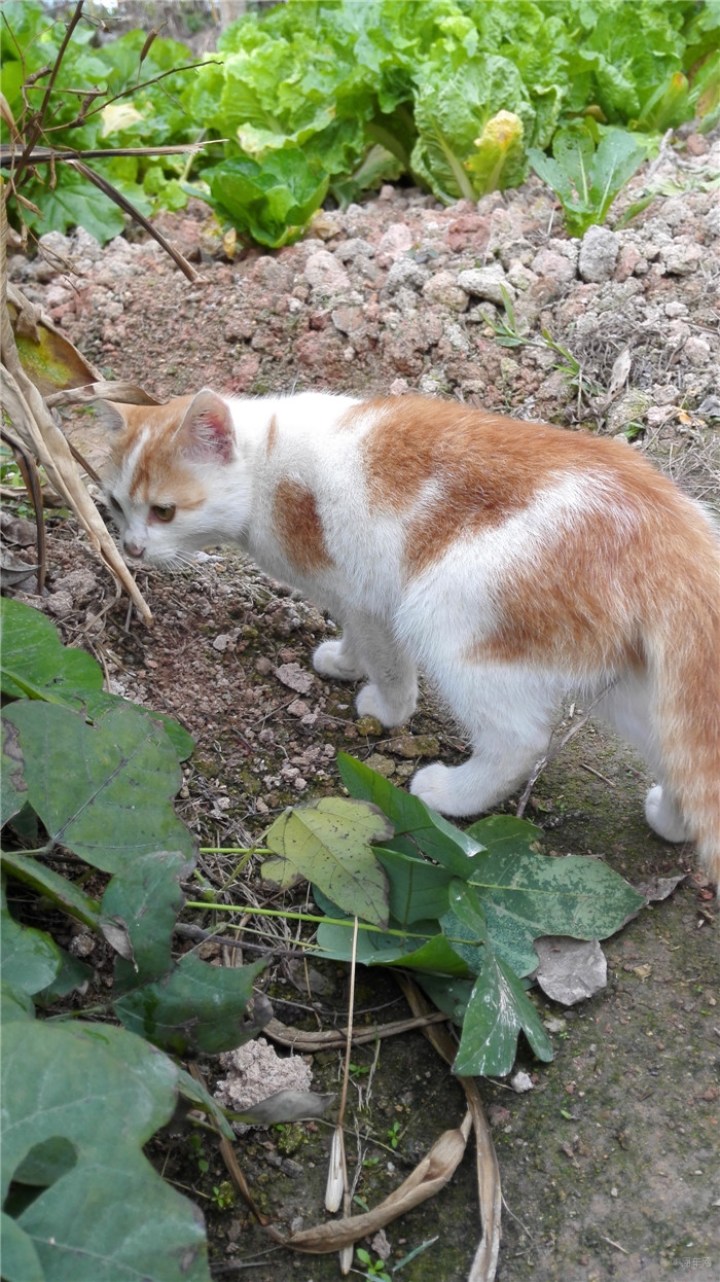 [原创]菜园的小猫