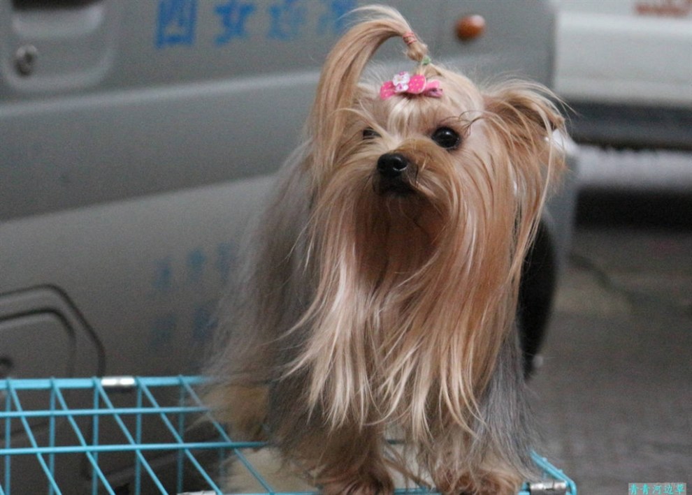 【開心萌寵迎新春】漂亮的約克夏犬