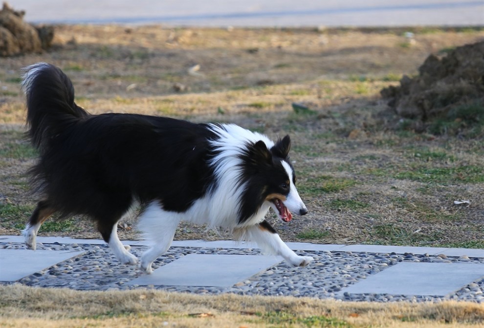 【名犬欣賞】邊境牧羊犬