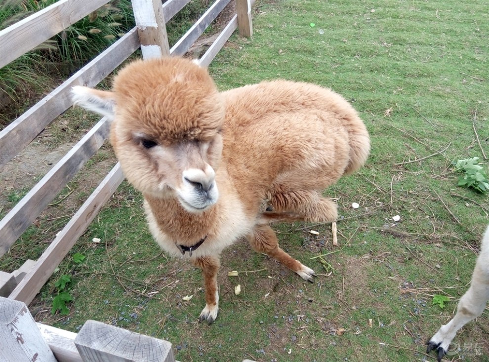 國慶佳節金華小小動物園遊玩