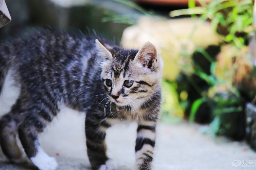 萌萌的中国狸花猫