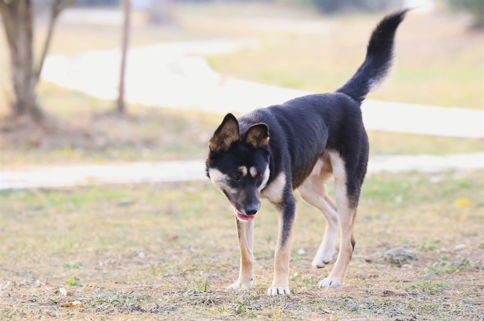 苏犬