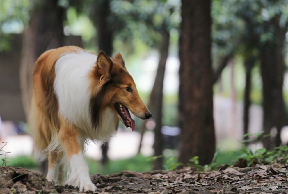 【名犬欣赏】苏格兰牧羊犬