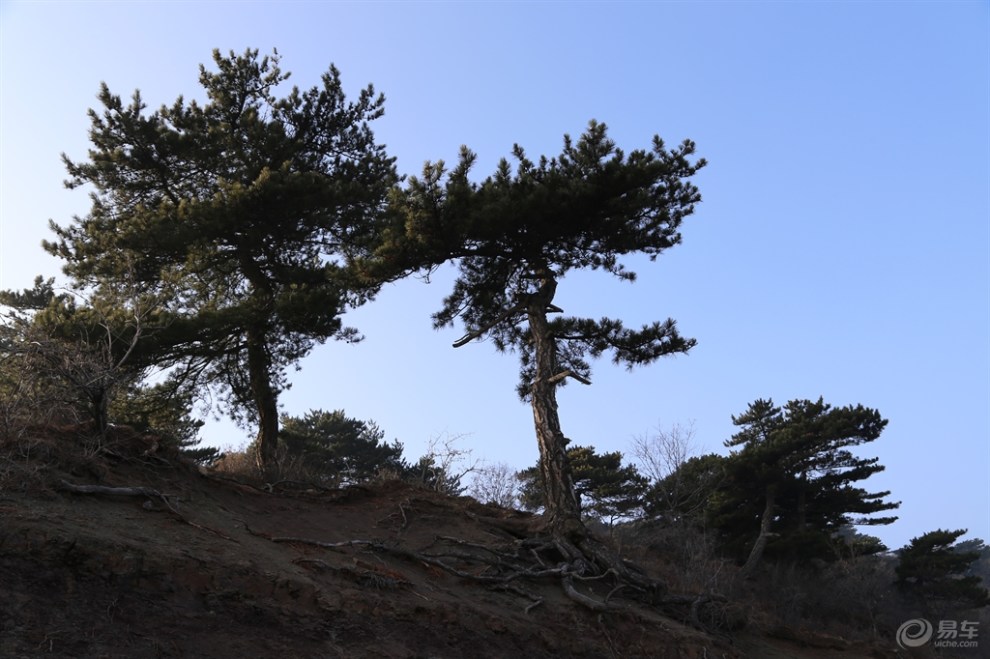 【原創首發】峰嶺賞青松