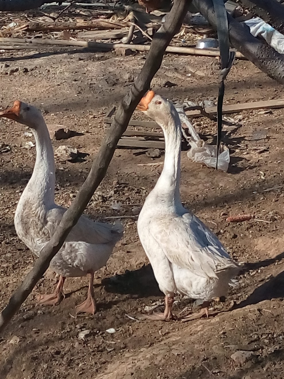 【原创】农舍前的大鹅