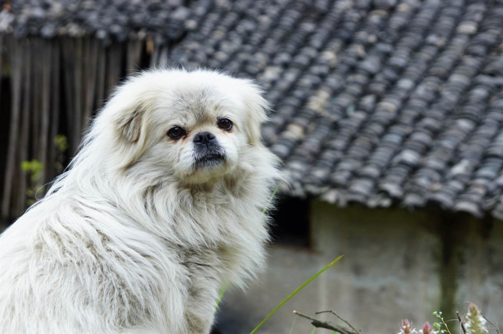 【开心萌宠迎新春】呆呆的凯迪
