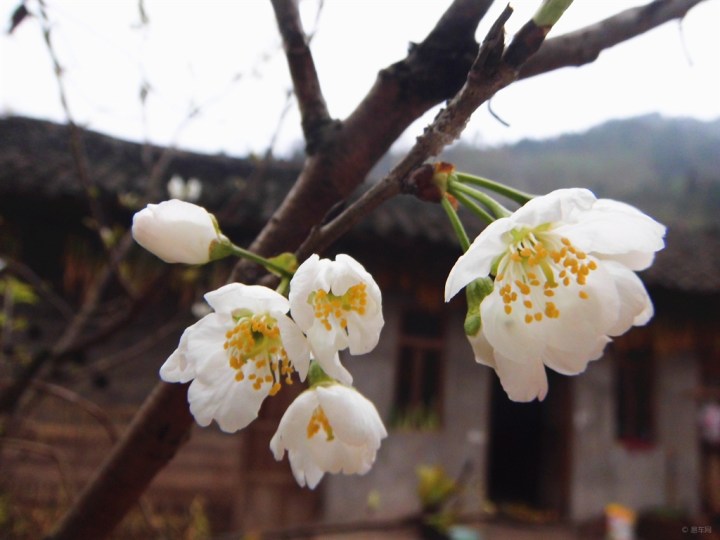 【【分享一組花】櫻桃花】_四川車友會_汽車論壇-易車網