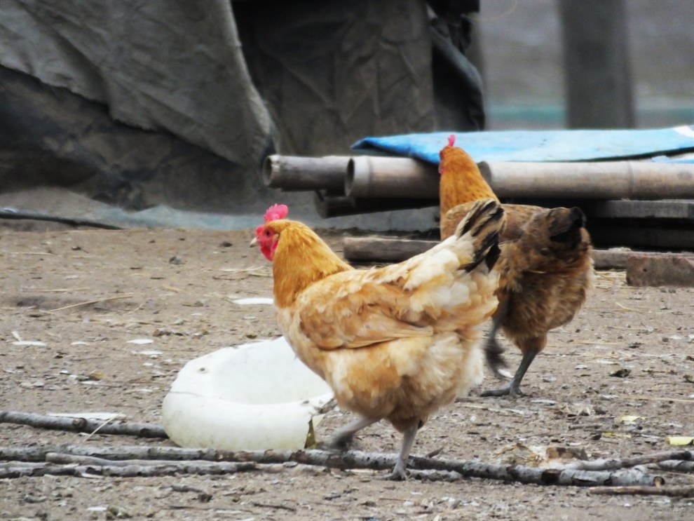 【申牛】散养的鸡