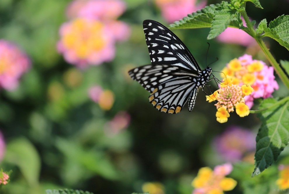 湄公河畔的蝴蝶二