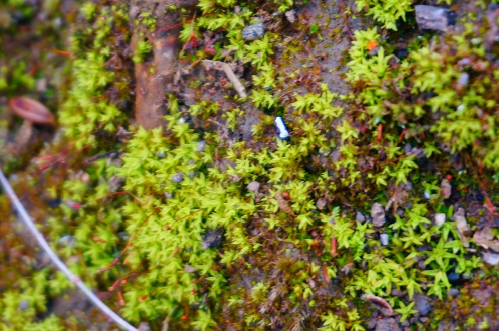 【摄影比赛-春的气息】【申牛】春苔12