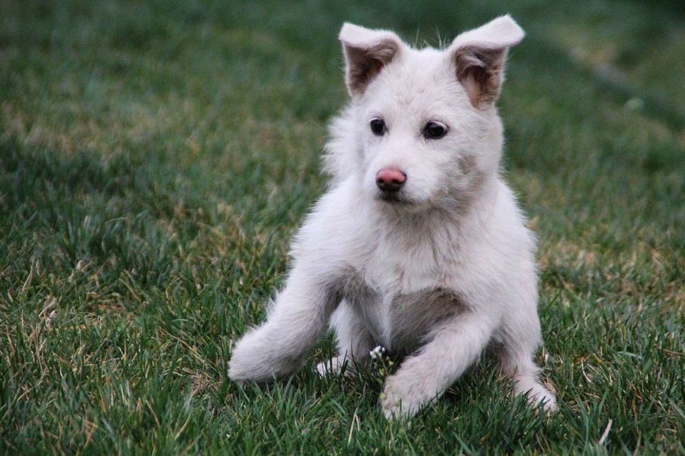 【治愈系萌宠】活泼的小白狗