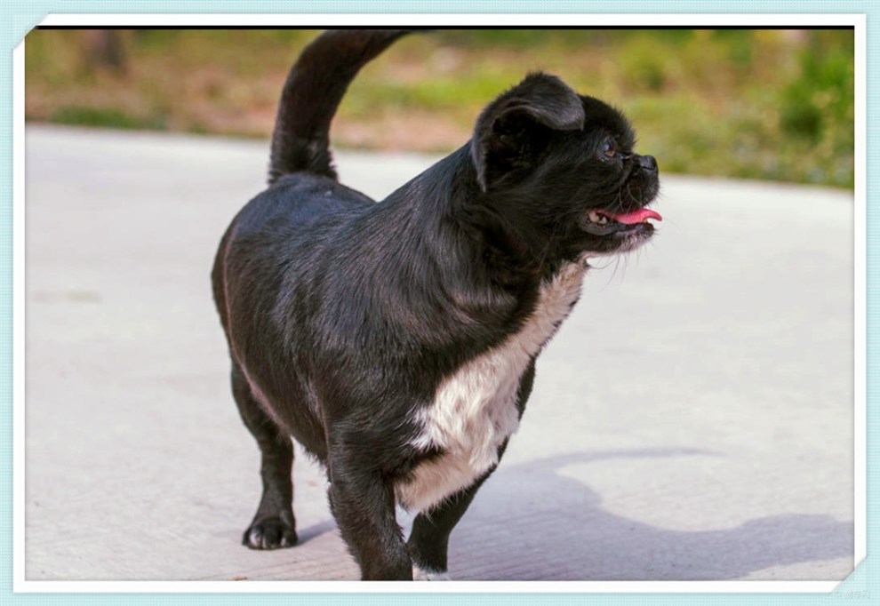 【治愈系萌宠】萌宠黑子,可爱卖萌