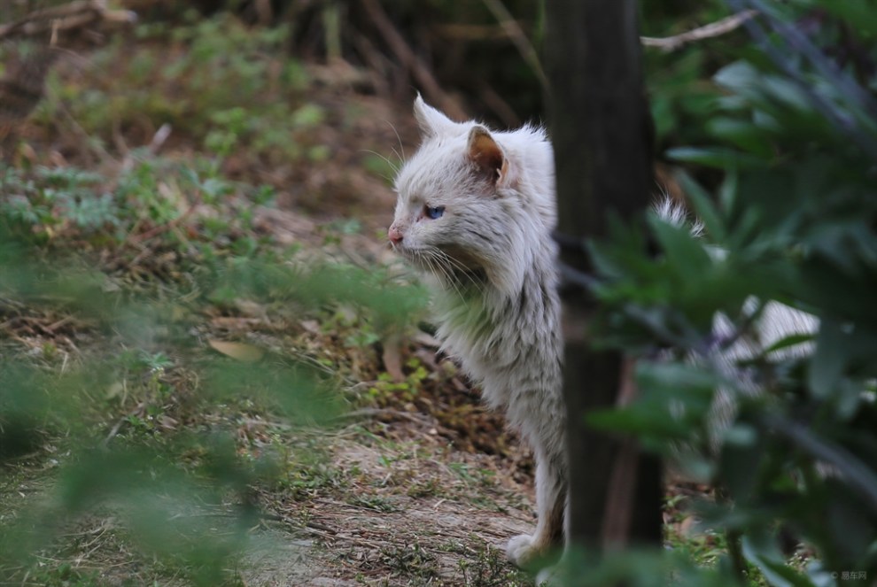 水塘边遛哒的猫