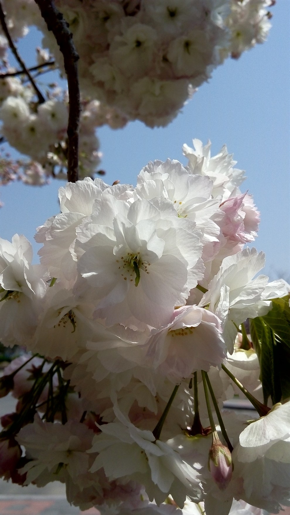 【走进春天里】日本晚樱(粉白)