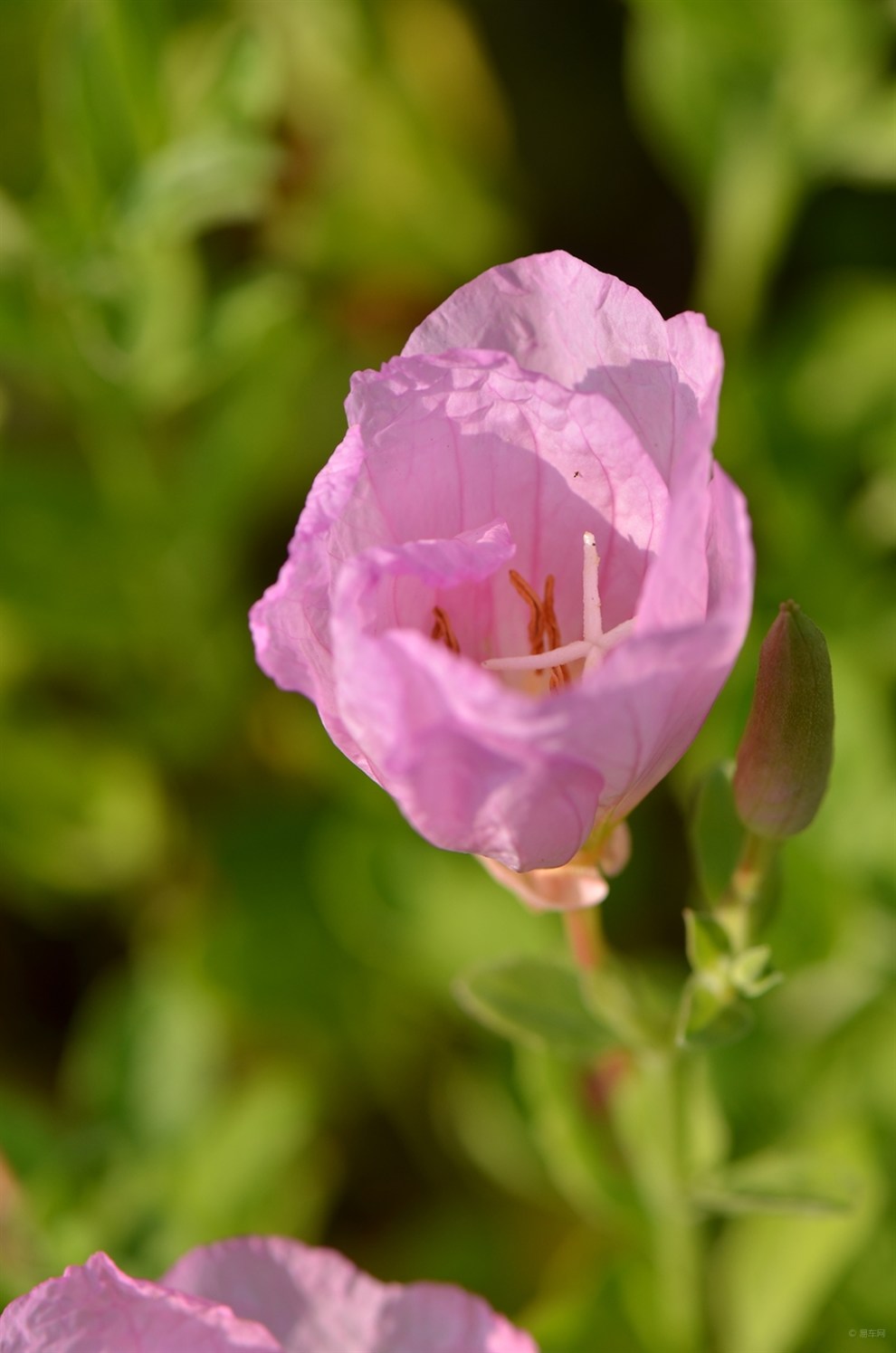 *牛帖*[春曲]月堇草争春