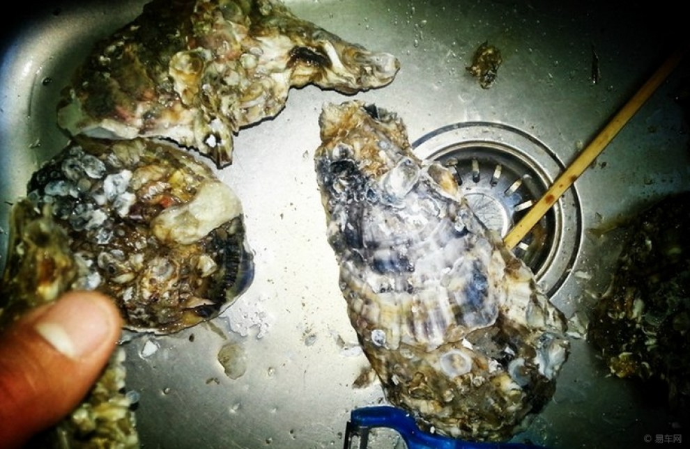 老婆做的扇贝,天下一绝,诱人口水