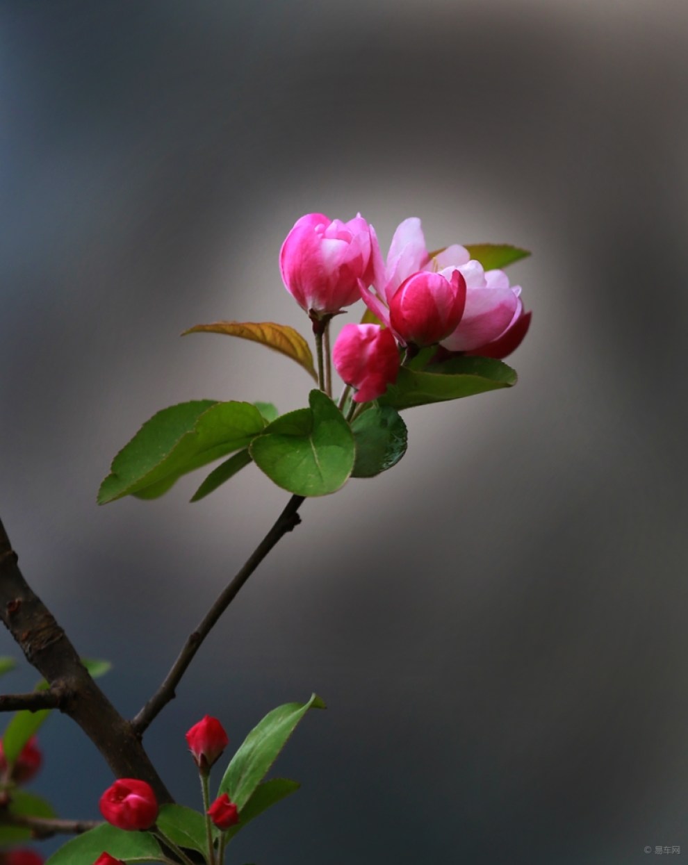 玉渊潭西府海棠花