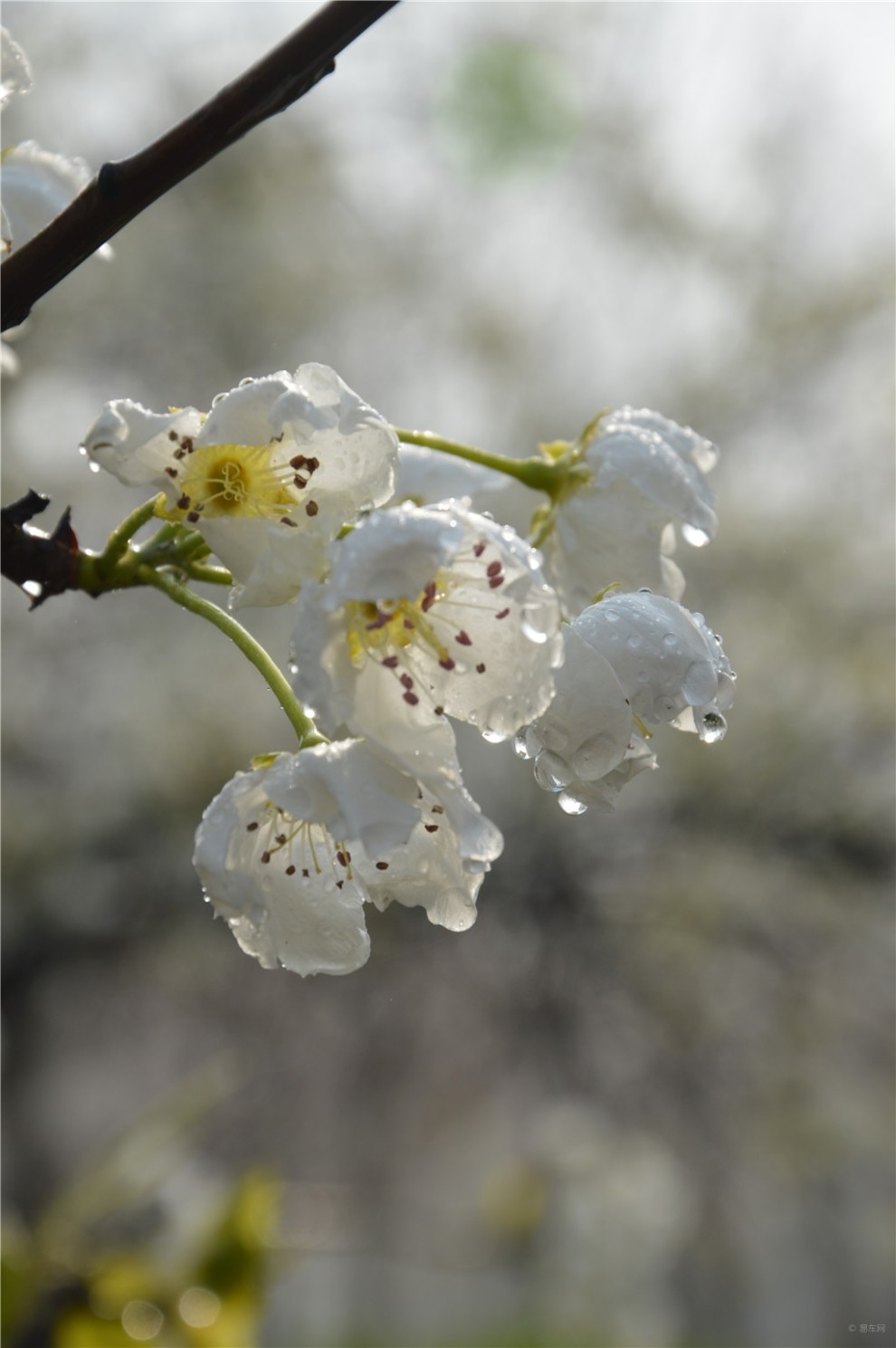 【风景带你逛花城】梨花?李花?