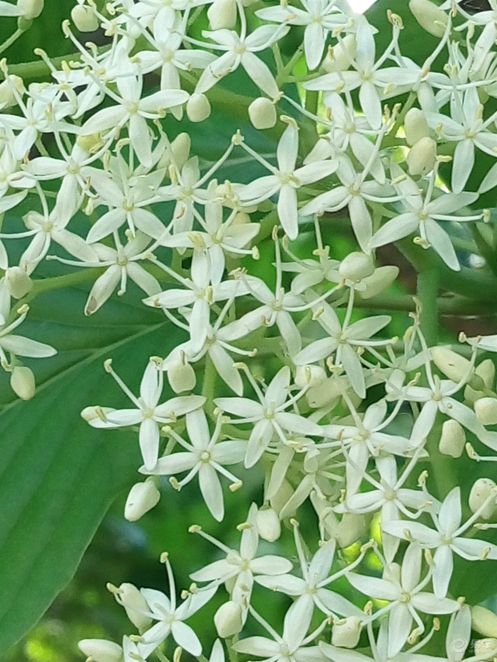 【激情五月随手拍】开花的灯台树