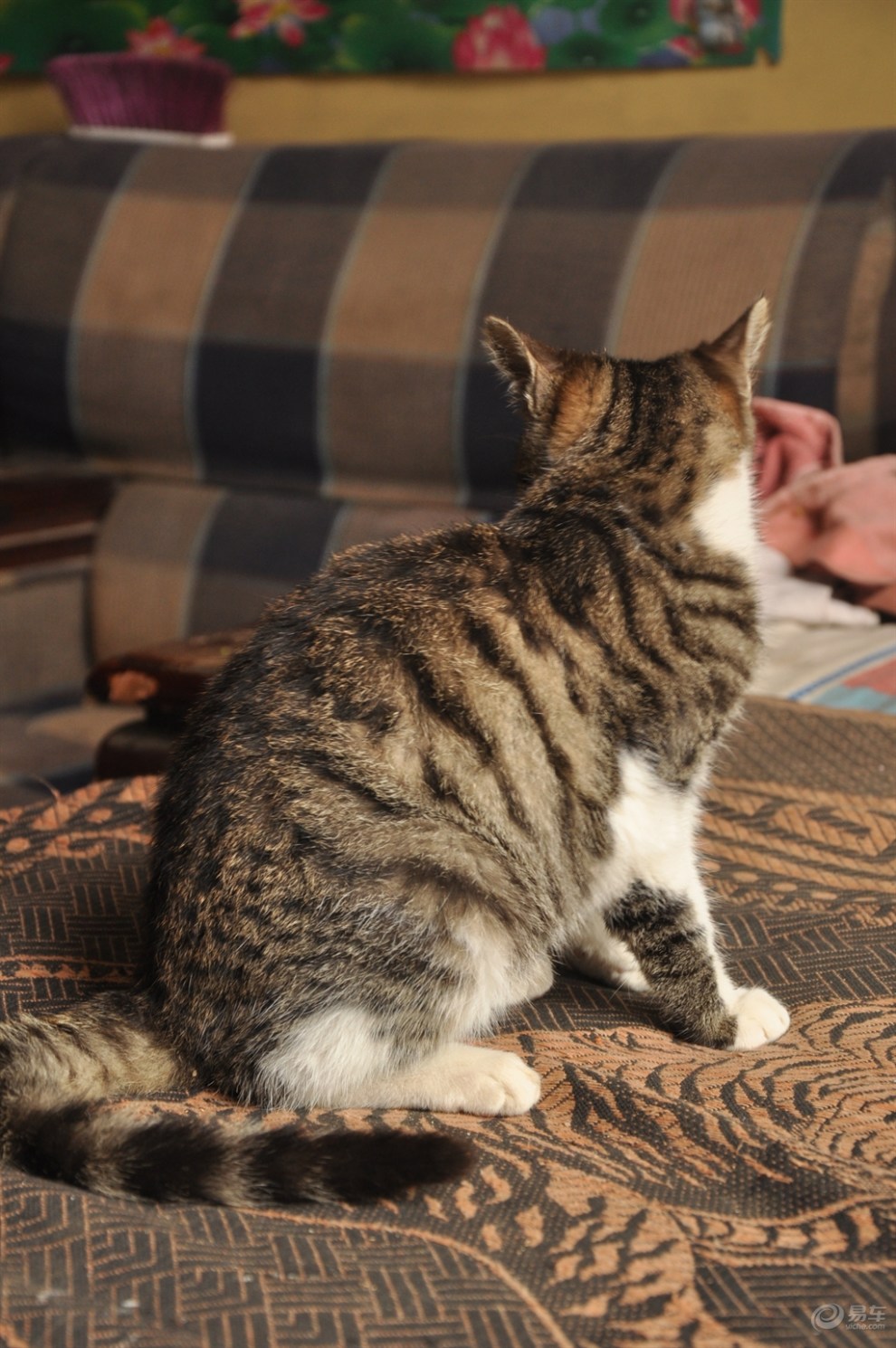 【治愈系萌宠】徒步在徐寨农家遇到的猫儿