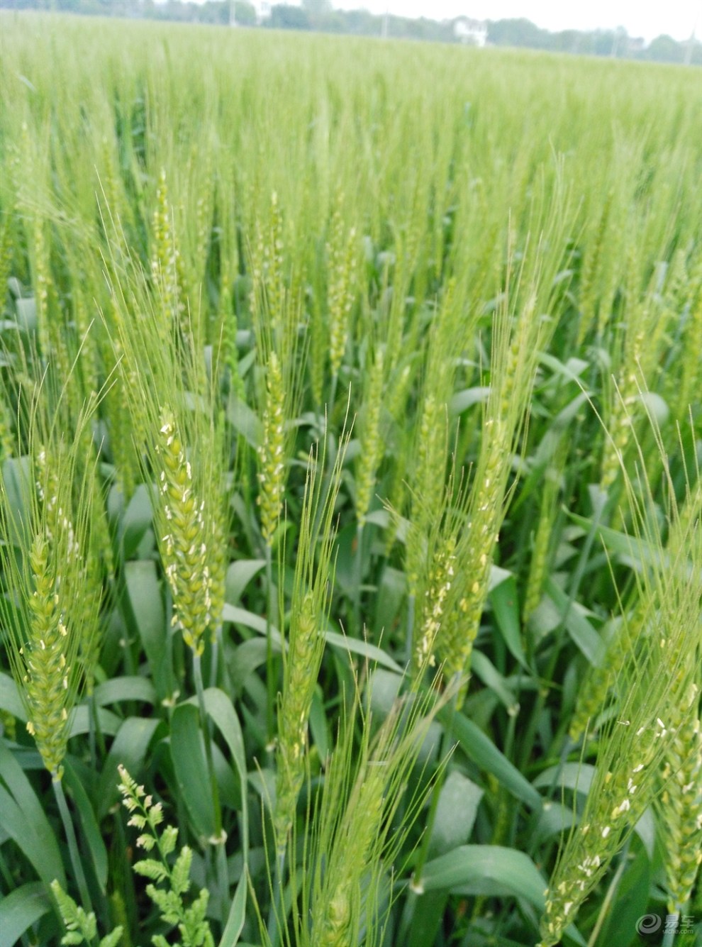 春节踏青-小麦