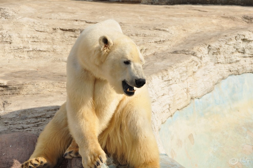 【翻照片看到了"公园里的熊"】_辽宁论坛图片集锦_汽车论坛-易车网