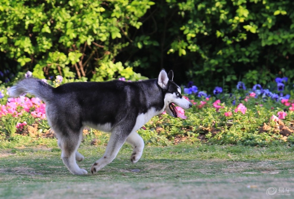 【名犬欣赏】哈士奇犬
